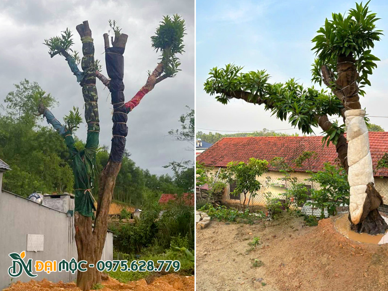Cây trồng trên mô đất nổi, tưới nước đều đặn hàng ngày