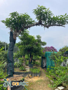 Cây trứng gà cổ thụ dáng bàn trà được dưỡng ủ trong bầu