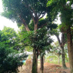 Trứng gà cổ thụ đường kính gốc 35cm
