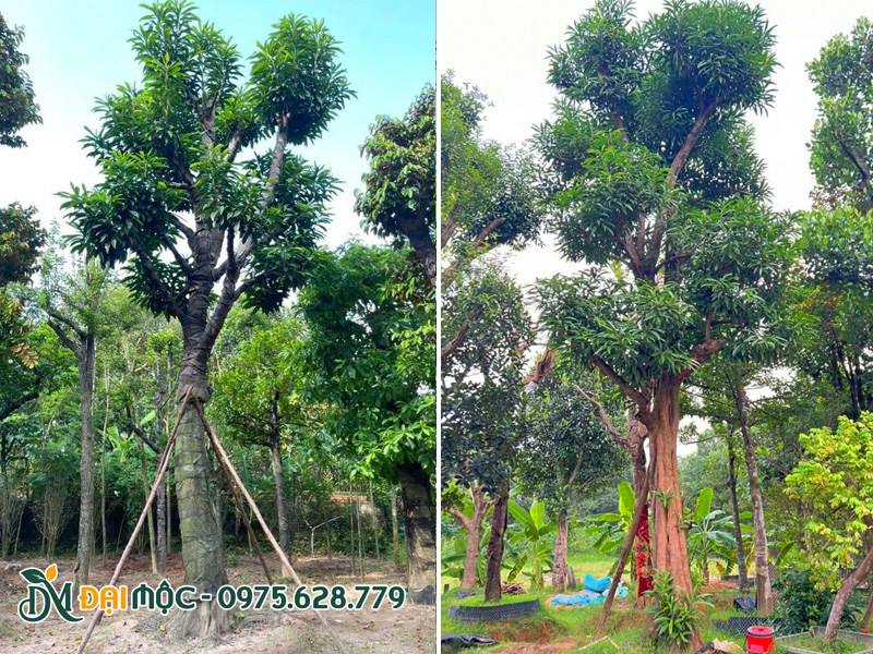 Cây trứng gà cổ thụ đường kính gốc từ 35cm đã dâm ủ nhiều năm