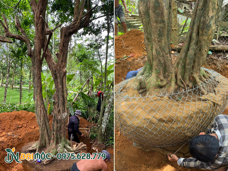 Bứng thẳng cây trứng gà cổ thụ thân đôi