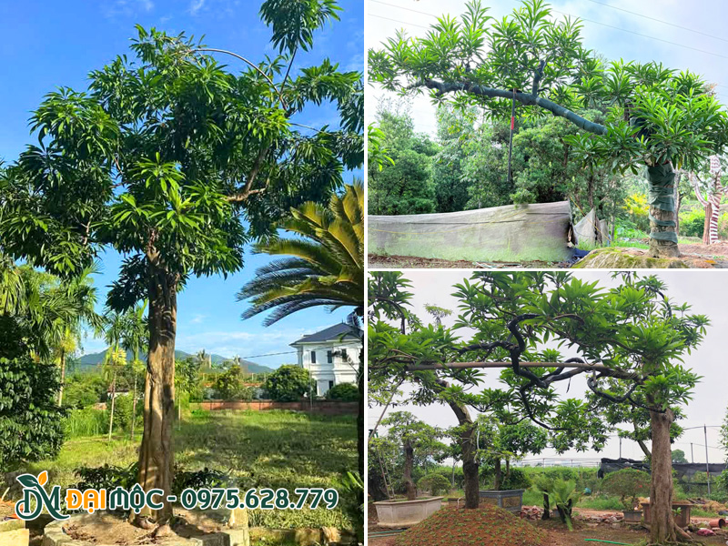 Những gốc trứng gà cảnh siêu đẹp, đang ra đọt non mới