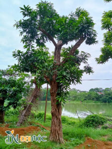 Cây có thân gốc gân guốc và vặn xoắn vô cùng độc đáo