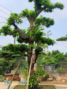 Gốc trứng gà cổ thụ đang ra lộc non sau hơn 6 tháng dâm ủ