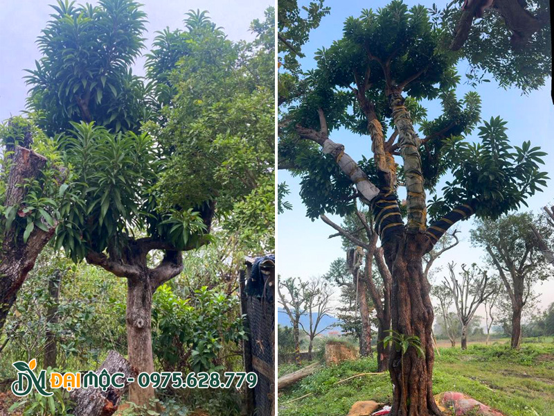 Những gốc cây trứng gà cổ thụ dưỡng ủ gần 2 năm tại vườn ở Đồng Nai