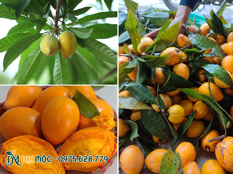 Quả cây trứng gà vàng óng