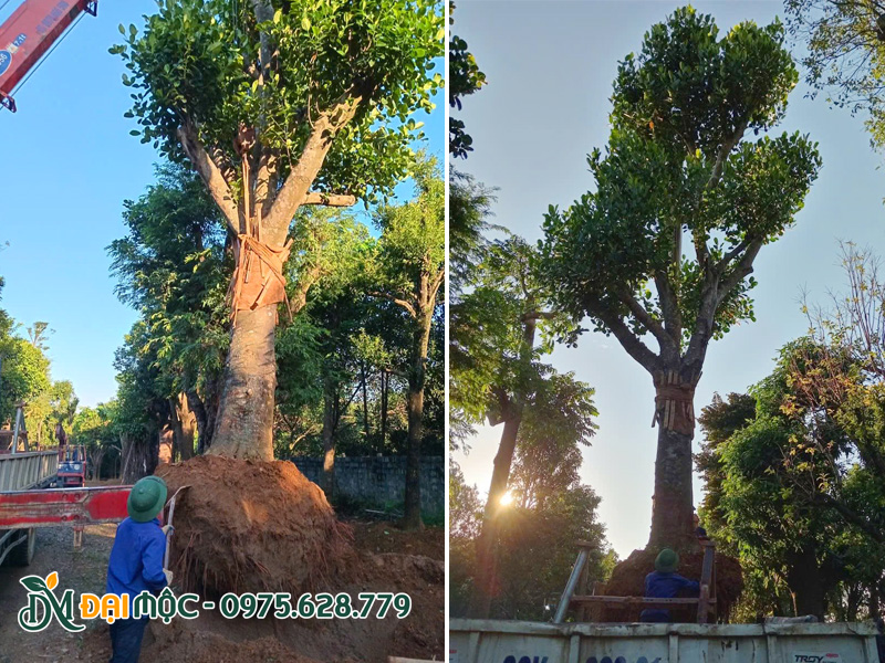 Công nhân nhà vườn đang cẩu xếp cây mít cổ thụ lên xe, giao đi Hải Phòng