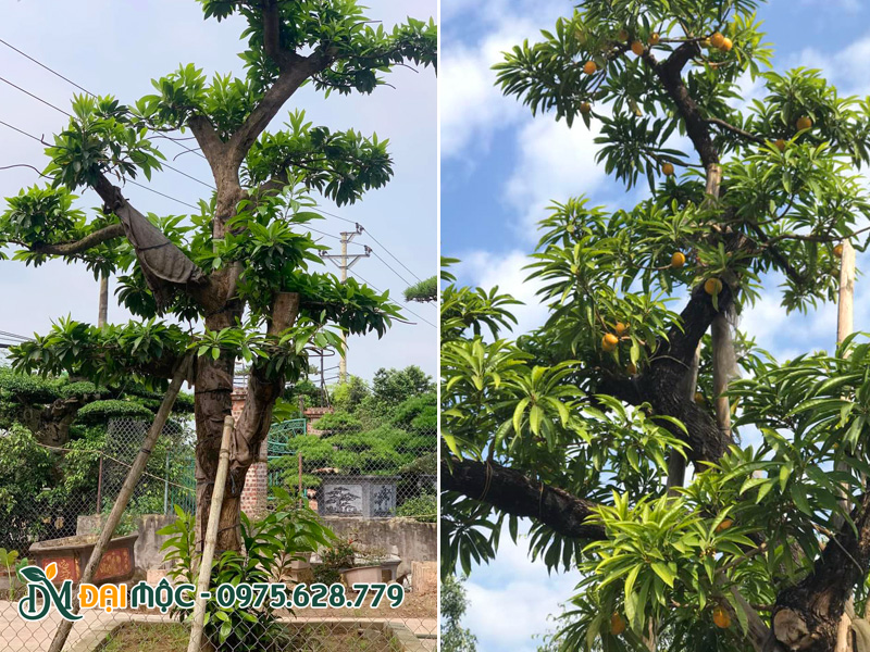 Cây trứng gà cổ thụ trồng sân vườn cho khách ở Hải Phòng