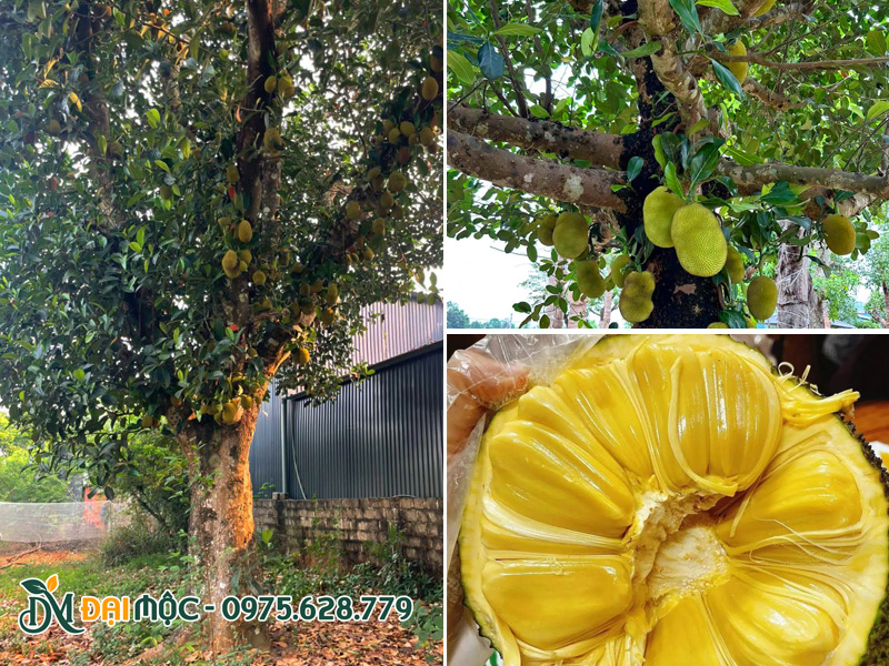 Hình ảnh cây mít dai cổ thụ trồng sân vườn nhà