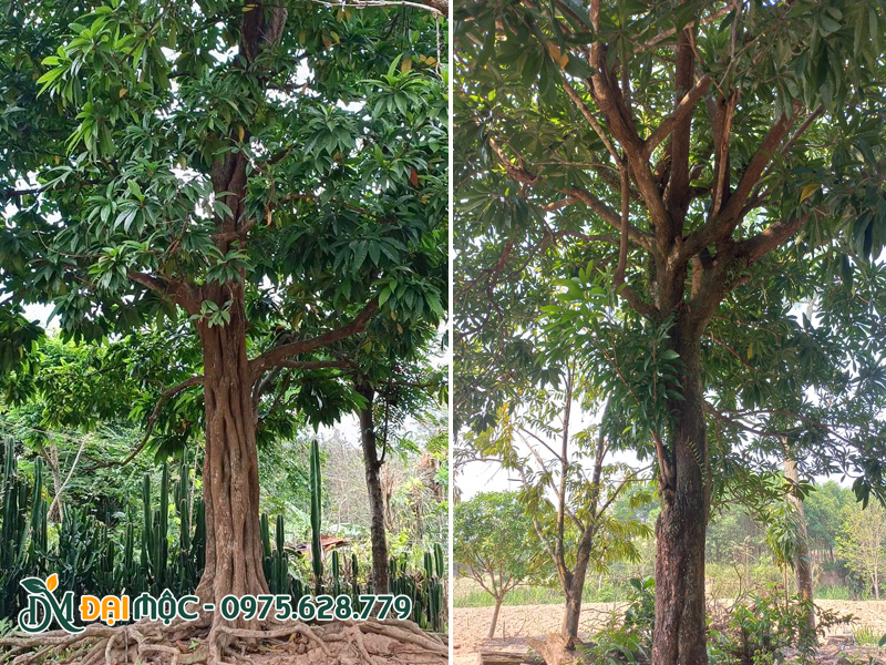 Hình ảnh tổng thể thân, cành và gốc rễ của cây trứng gà cổ thụ