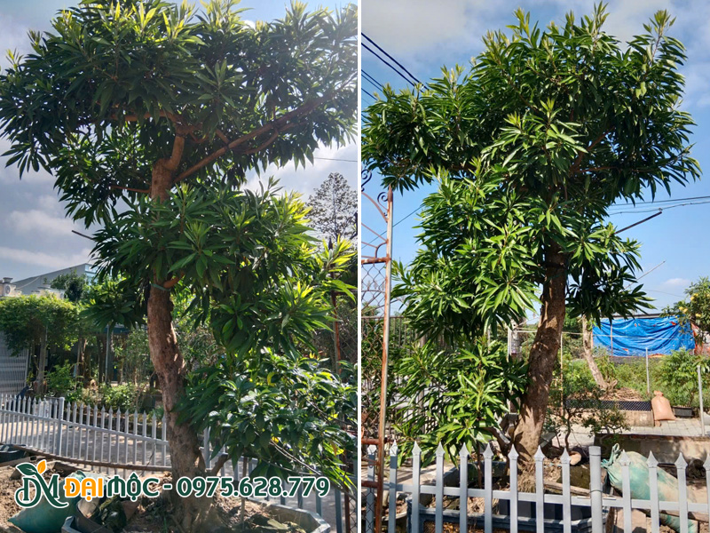 Cây trứng gà cổ thụ trồng ở sân vườn nhiều nắng