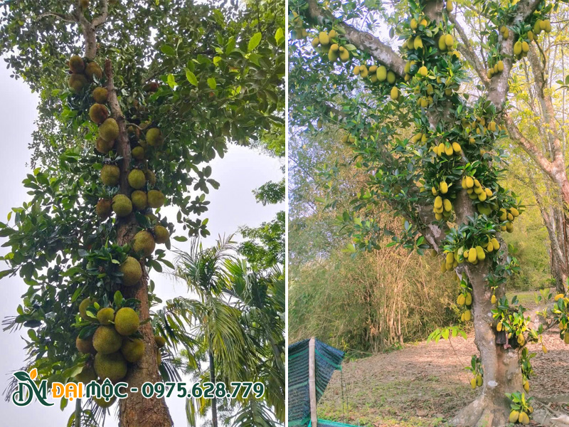 Mùa cây mít ra trái, quả treo rúc rỉu trên thân cành