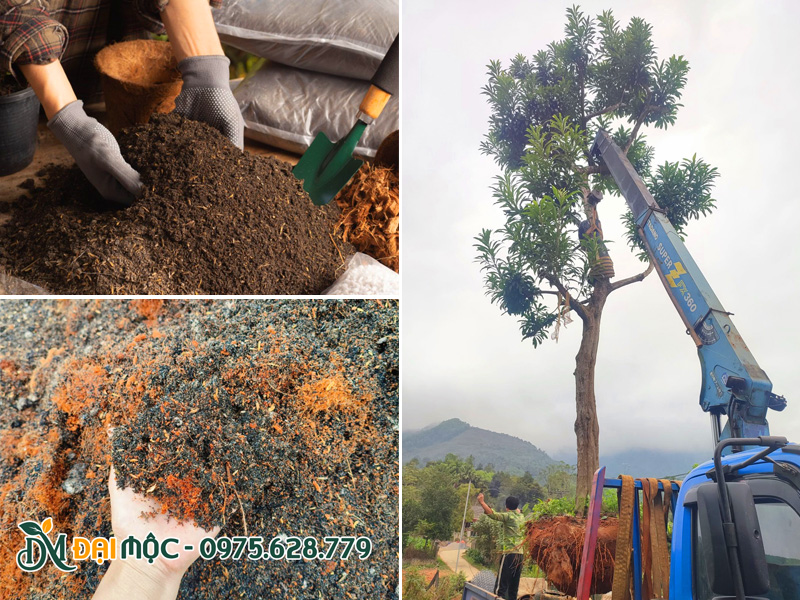 Giá thể tơi xốp dùng để trồng cây trứng gà cổ thụ