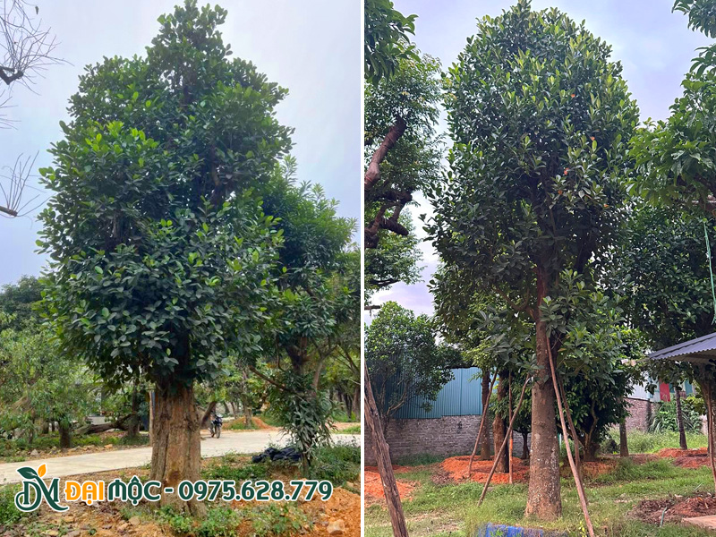Cây mít to đường kính gốc 40 - 60cm trồng sân vườn lớn