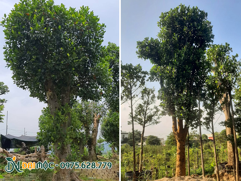 Những gốc mít đã trồng một thời gian, cành lá phát triển tốt, xanh mướt