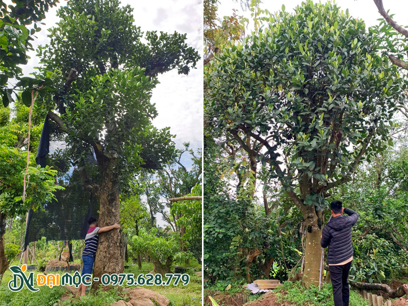 Kỹ thuật viên nhà vườn đang tiến hành đo kích thước cây mít cổ thụ