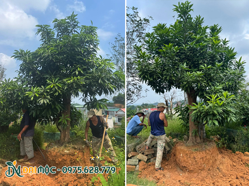 Trứng gà cổ thụ chiều cao hơn 3m là lựa chọn tuyệt vời cho sân vườn biệt thự, nhà thờ họ