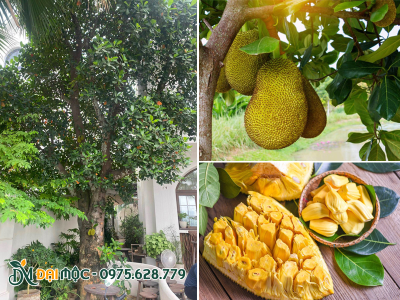 Gốc mít ta cổ thụ trồng sân vườn biệt thự
