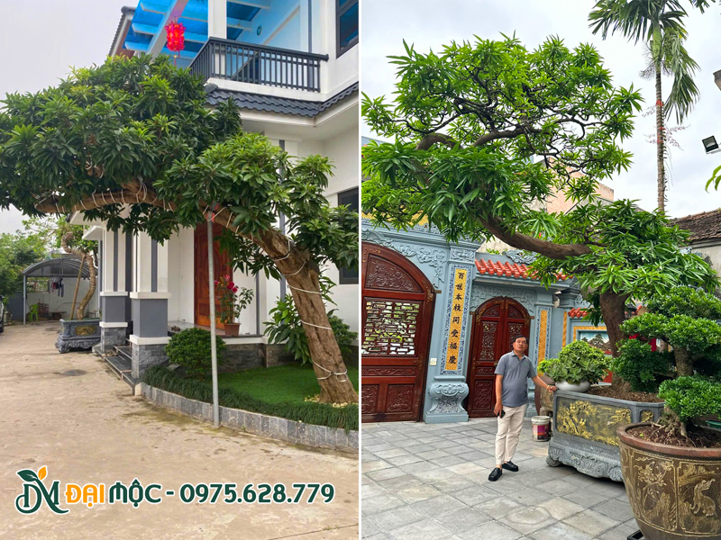 Trồng cây trứng gà cổ thụ dáng bay trong chậu
