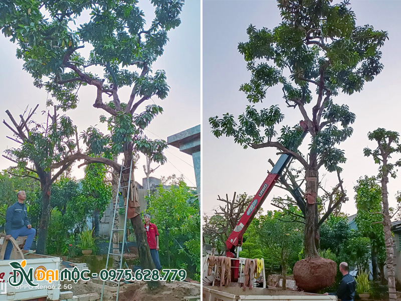 Công nhân đang điều chỉnh hạ cây trứng gà cổ thụ vào hố trồng