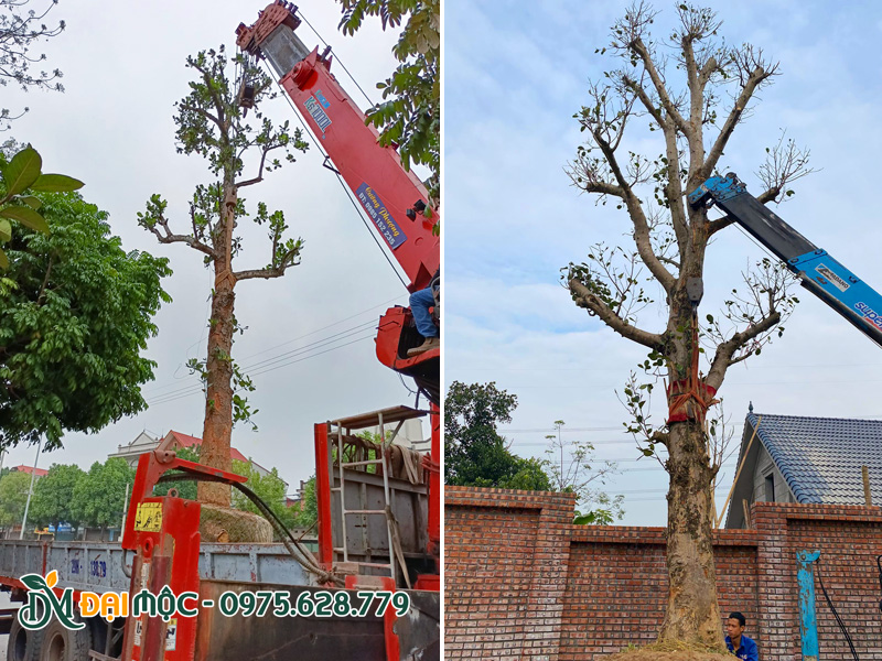 Dùng cần cẩu trọng tải lớn để hạ cây vào hố trồng