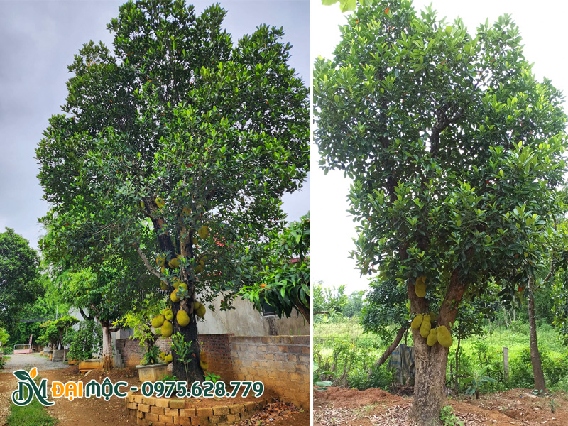 Những gốc mít cổ thụ trồng trong sân vườn nhà của người Việt