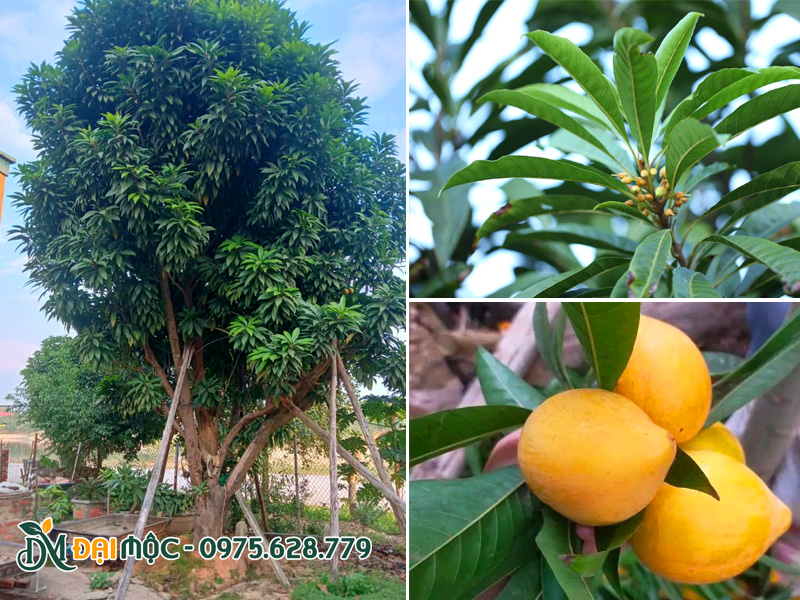 Hình ảnh cây trứng gà cổ thụ trồng trong sân vườn nhà rất nhiều năm