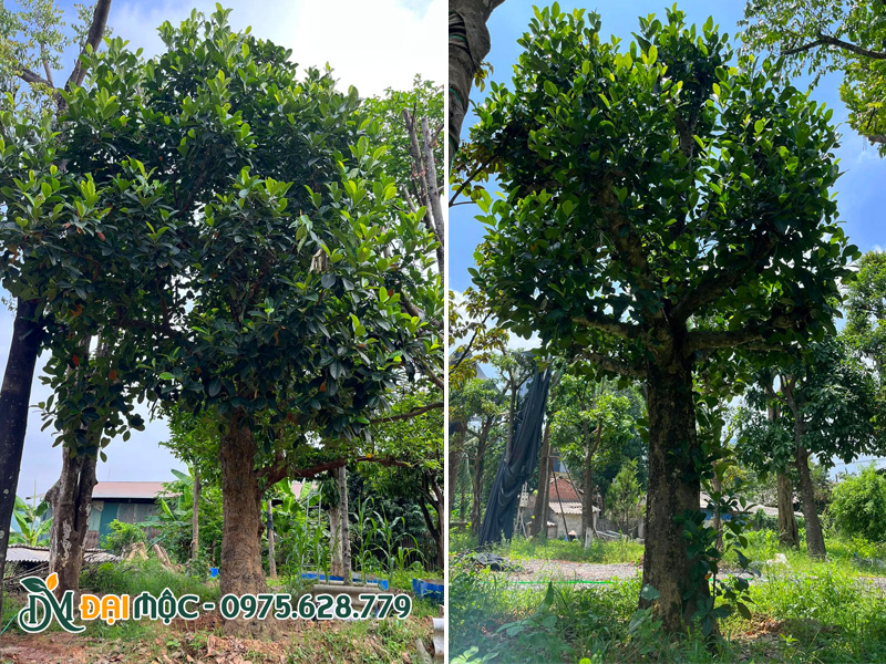 Cây mít cao 4m, đường kính gốc khoảng 45cm