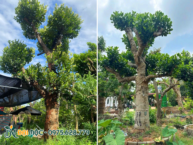 Những cây mít hàng chục năm tuổi đã dưỡng ủ hơn 6 tháng, chồi non đang ra cực kỳ nhiều