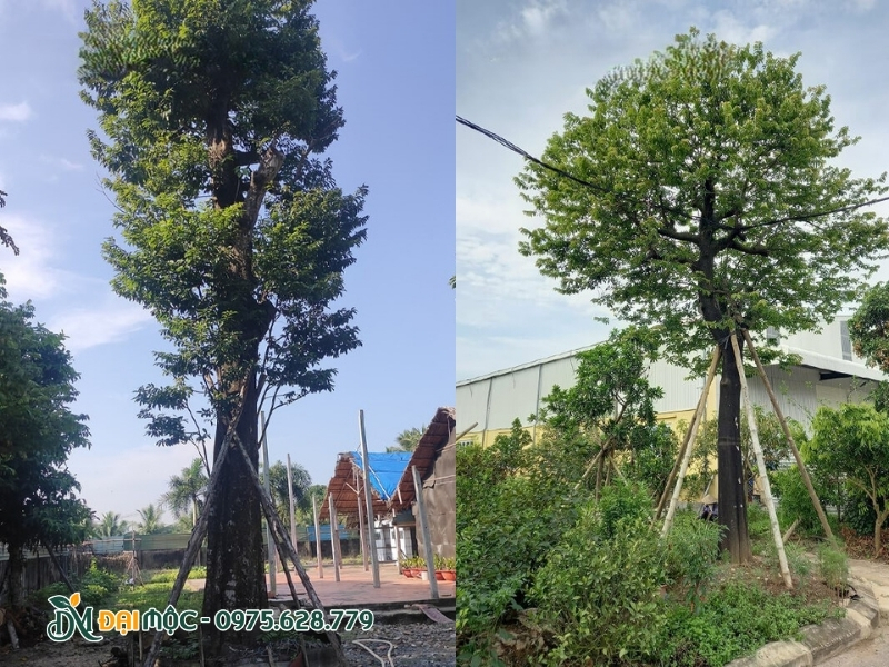 Giữ khoảng cách an toàn với hạ tầng khi trồng cây thị cổ thụ