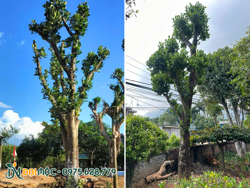 Cây mít cổ thụ cao 8m, đường kính gốc 40cm trở lên