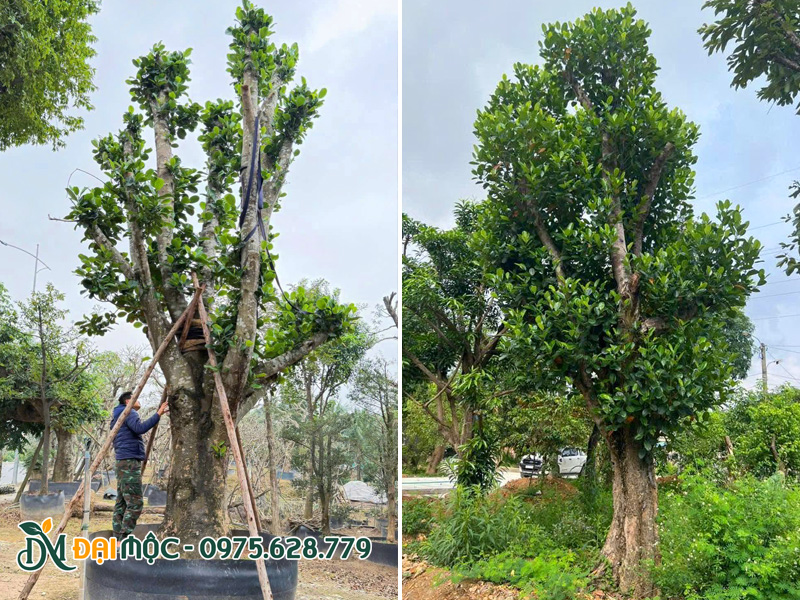 Cây đã dâm ủ, đâm chồi nảy lộc khỏe mạnh