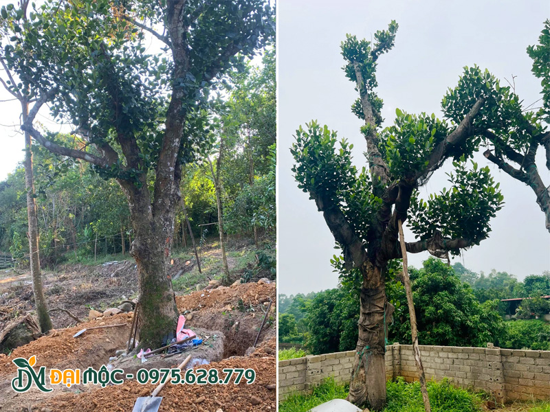 Bứng và đem cây mít cổ thụ về vườn dâm ủ