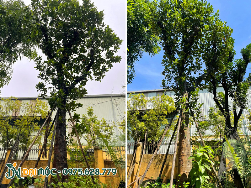 Trồng và chống cọc cho cây mít cổ thụ đường kính gốc 35 - 40cm