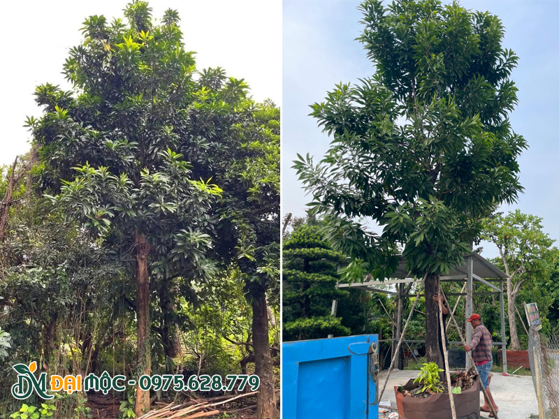 Cây trứng gà cổ thụ trồng khuôn viên sân vườn lấy bóng mát