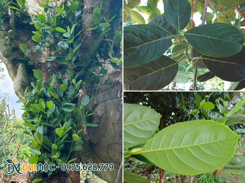 Hình thái lá cây mít cổ thụ đã dâm ủ kỹ