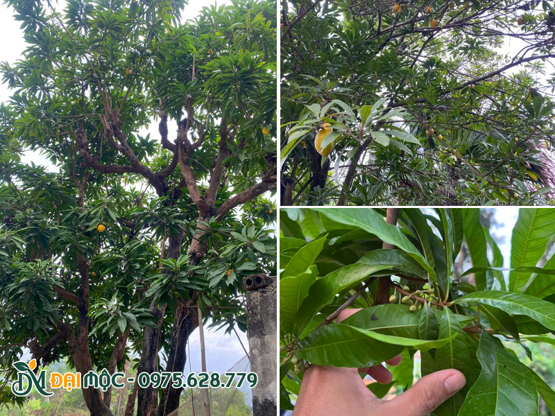 Tán lá xanh quanh năm và hình dáng cơ bản của lá cây trứng gà
