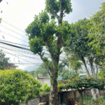 Cây mít cổ thụ vanh 145cm