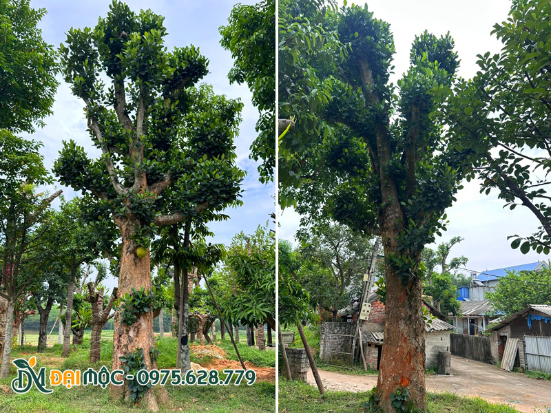 Những gốc cây mít đại thụ đang dâm ủ tại bãi ủ của Cây Đại Mộc tại Hà Nội