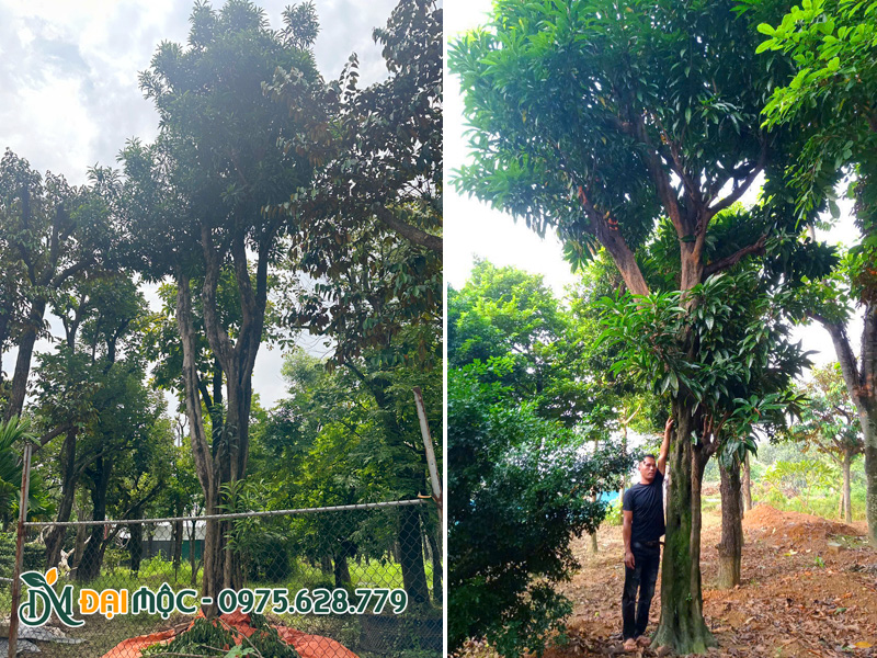 Những gốc cây trứng gà đại thụ dưỡng ủ 2 - 3 năm ở Hà Nội