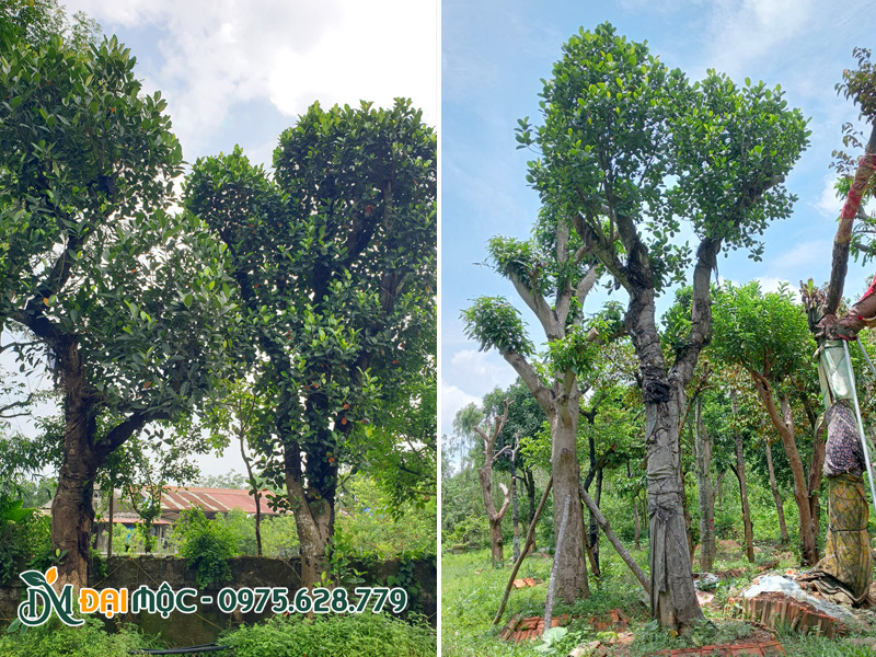 Những cây mít cổ thụ lớn cao 6 - 7m đang dưỡng ủ trong bầu nổi