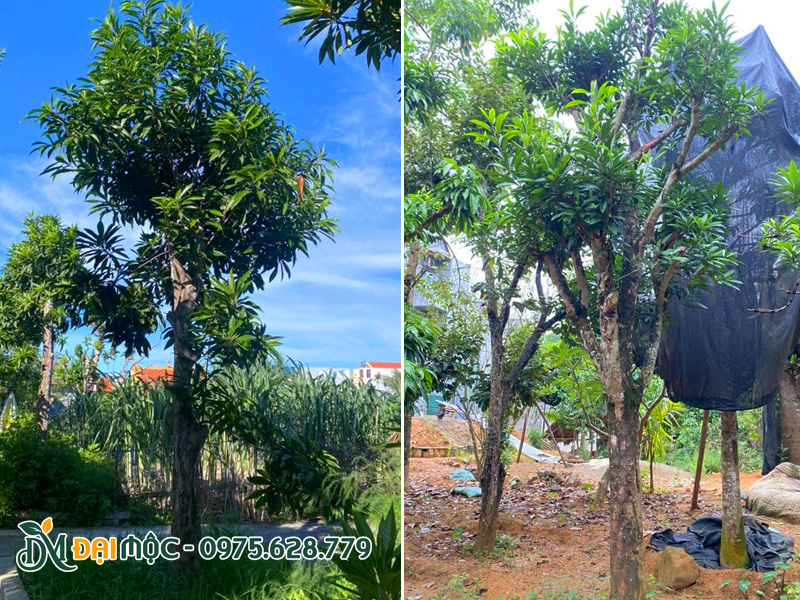 Cây dâm ủ kỹ tay cành đẹp, bắt đầu phát triển tán lá xanh tốt