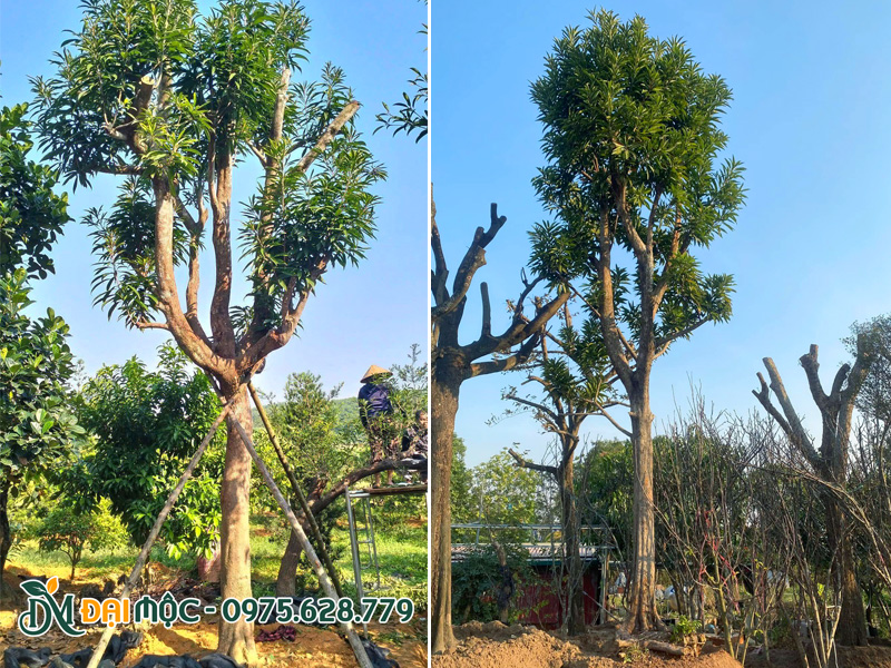 Hai cây trứng gà cổ thụ đẹp bán cho khách ở TP Hồ Chí Minh