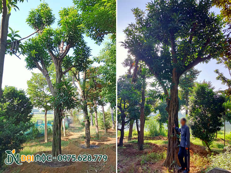 Cây trứng gà cổ thụ cao 7 - 8m dâm ủ nhiều năm tại Hưng Yên