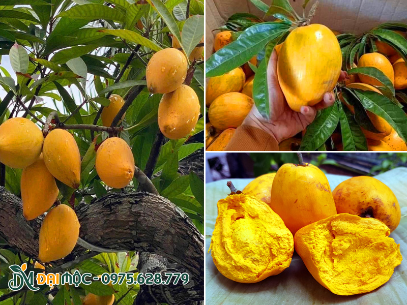 Hình dáng quả và phần thịt quả đã chín mềm bên trong
