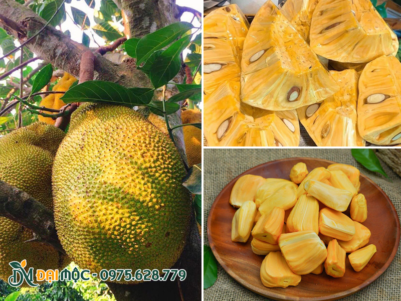 Quả mít chín sau khi bổ ra