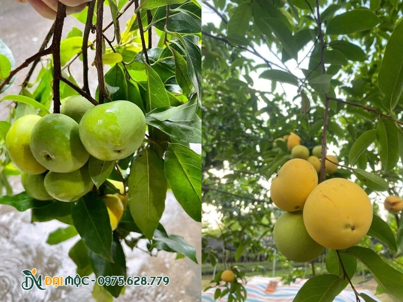 Quả thị chín có màu vàng ươm
