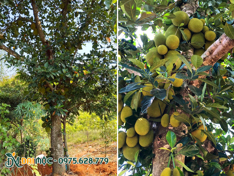 Cây mít cô thụ quả chi chít