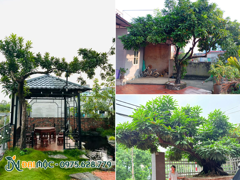 Cây trứng gà cô thụ trồng sân vườn nhà, biệt thự