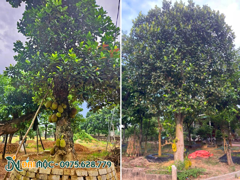 Cây mít trồng lấy bóng mát, trái cây ngon trong sân vờn nhà